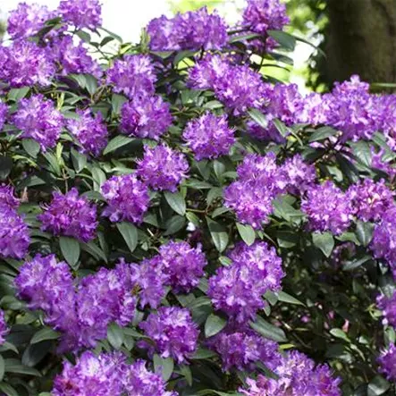 Großblumige Rhododendron Großblumige Rhododendron