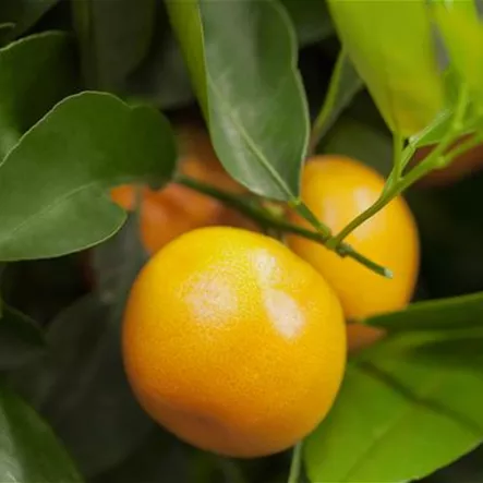 Citrus sinensis