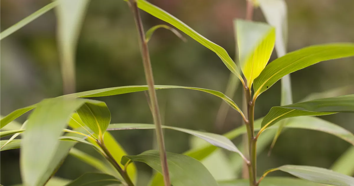 Maketebambus Pflanze, Pflege & Tipps  Floragard