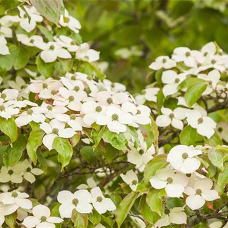 Japanischer Blumen-Hartriegel
