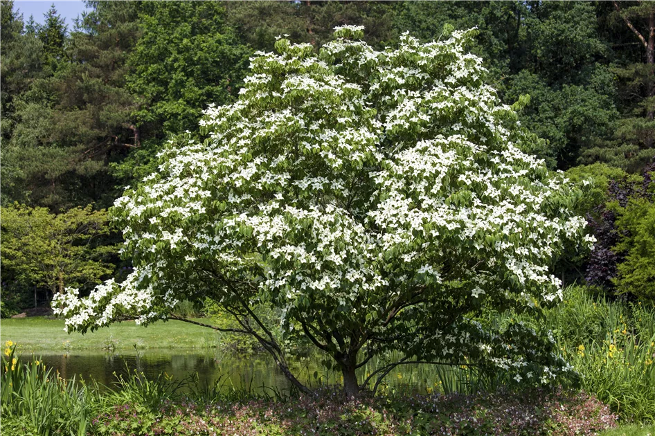 Japanischer Blumen-Hartriegel Pflanze, Pflege & Tipps  Floragard