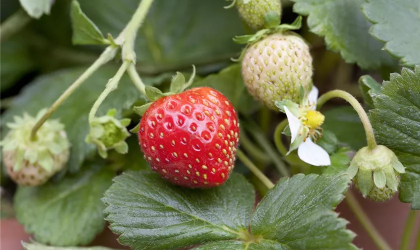 Fragaria x ananassa 'Mieze Schindler'