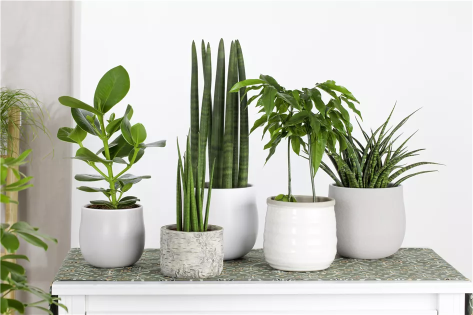Bogenhanf 'Flame' Pflanze, Pflege & Tipps  Floragard