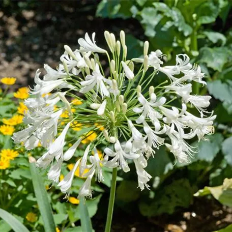Schmucklilie 'Polar Ice'