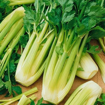 Apium graveolens var. dulce 'Tango' Apium graveolens var. dulce 'Tango'