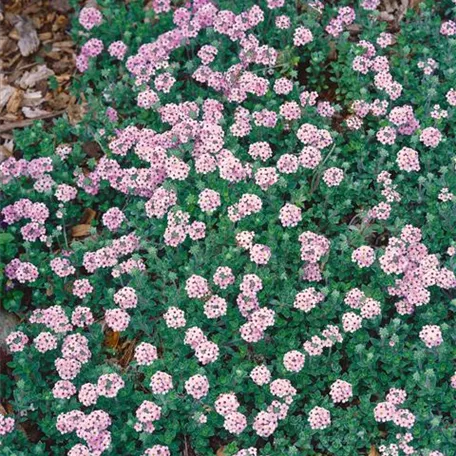 Androsace carnea