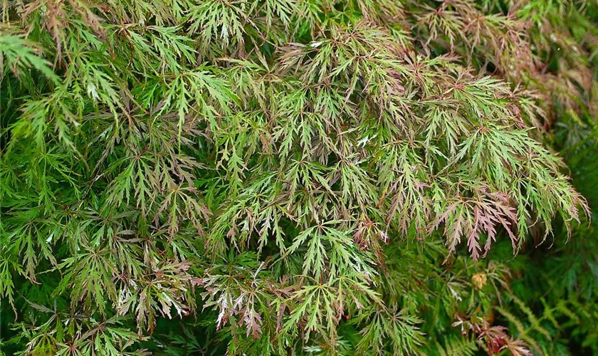 Acer palmatum 'Wakehurst Pink'