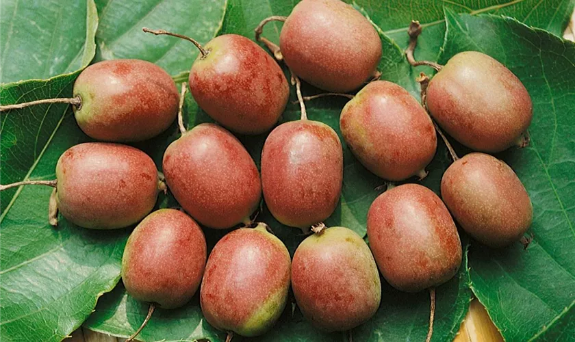 Actinidia arguta 'Cherrybomb'