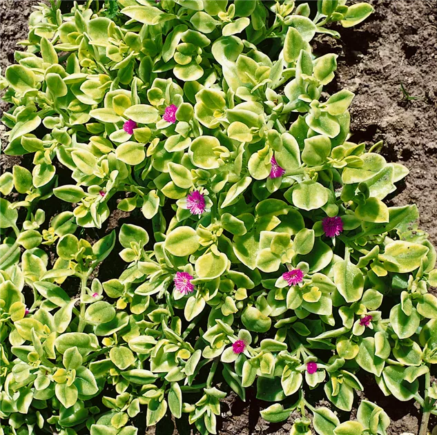 Ausdauerndes Eiskraut Pflanze, Pflege & Tipps  Floragard