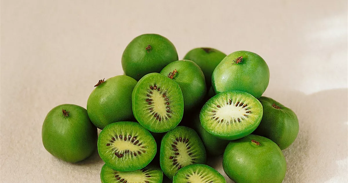 Kiwi 'Dumbarton' Pflanze, Pflege & Tipps  Floragard