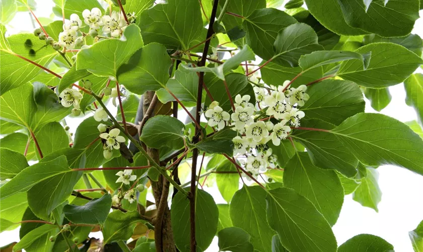 Actinidia arguta 'Early Male'