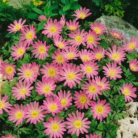 Anemone blanda 'Pink Star' Anemone blanda 'Pink Star'