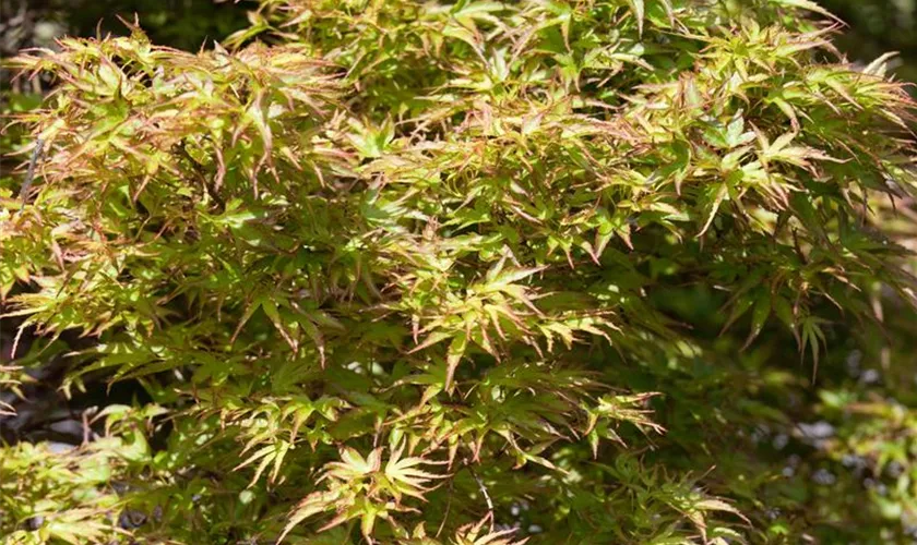 Acer palmatum 'Peaches and Cream'
