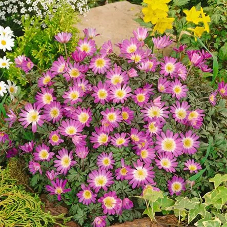 Anemone blanda 'Violet Star' Anemone blanda 'Violet Star'