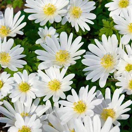 Anemone blanda 'White Splendour' Anemone blanda 'White Splendour'