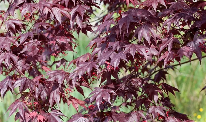 Acer palmatum 'Peve Ollie'