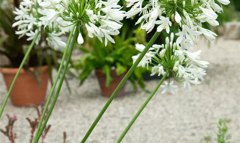 Agapanthus hybride 'White Heaven'