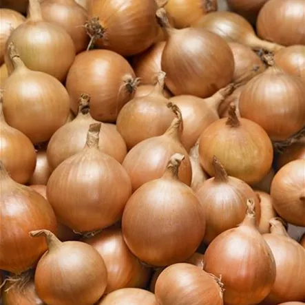 Allium cepa 'Atlantic' Allium cepa 'Atlantic'