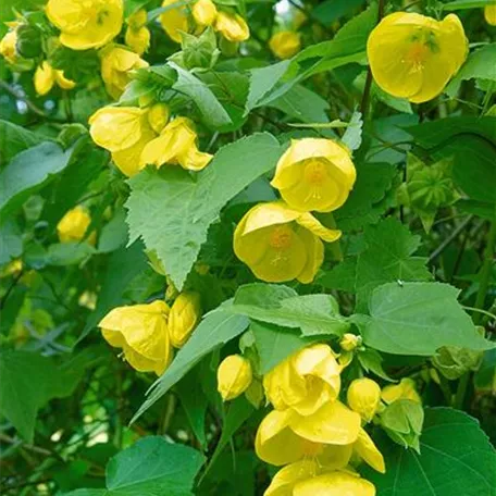 Schönmalve 'Canary Bird'
