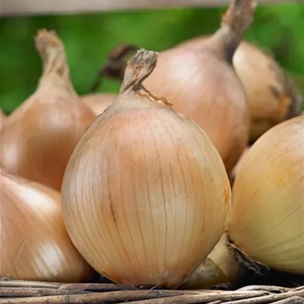 Allium cepa 'Centurion' Allium cepa 'Centurion'