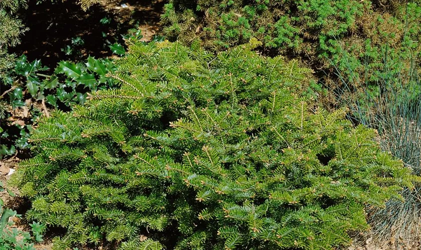 Abies alba 'Badenweiler'