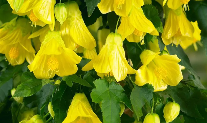 Abutilon 'Golden Fleece'