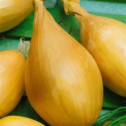 Allium cepa 'Gelbe Birnenförmige' Allium cepa 'Gelbe Birnenförmige'