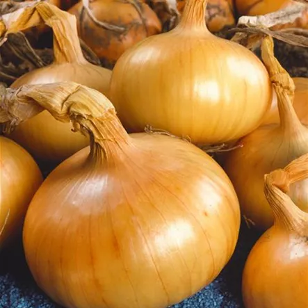 Allium cepa 'Gelber Wiener' Allium cepa 'Gelber Wiener'