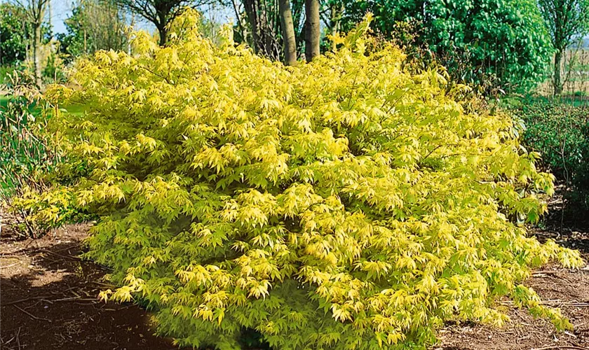 Acer sieboldianum 'Miyama Nishiki'