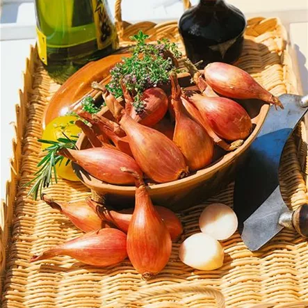 Allium cepa 'Longor' Allium cepa 'Longor'