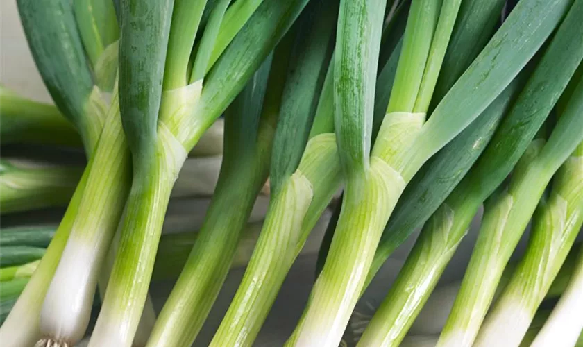 Allium cepa 'Negaro'
