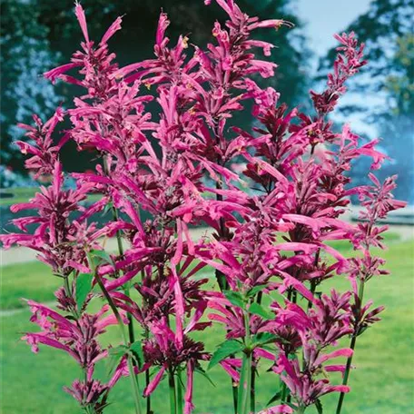 Garten-Duftnessel 'Tangerine Dream'