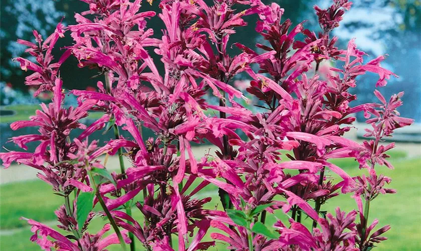 Agastache barberi 'Tutti Frutti'