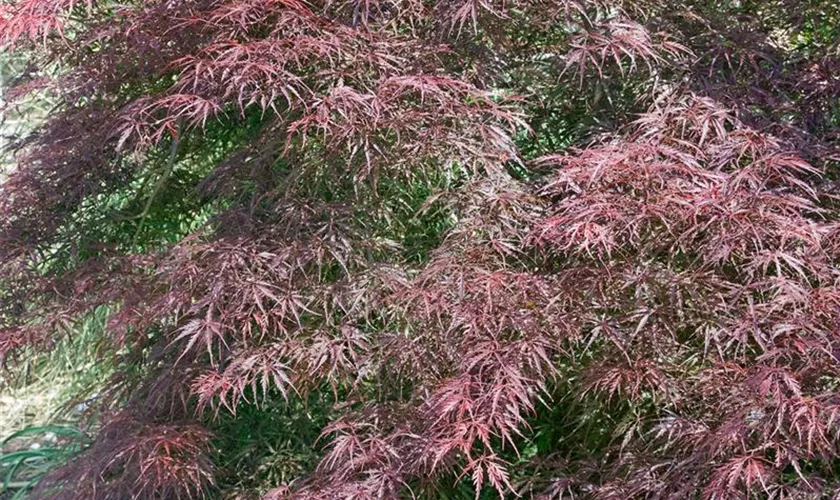 Acer palmatum 'Hoshi Kuzu'