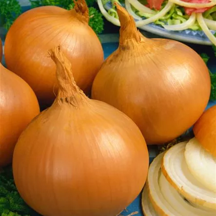 Allium cepa 'Orion' Allium cepa 'Orion'