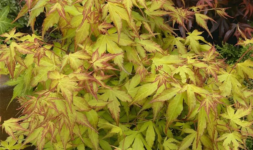 Acer palmatum 'Hanami Nishiki'