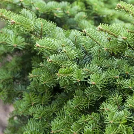 Balsamtanne Balsamtanne