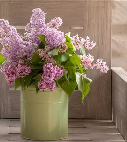 Schnittblumen - was hilft wirklich?
