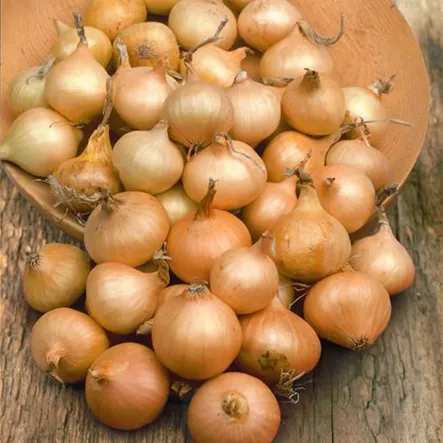 Allium cepa 'Rapido' Allium cepa 'Rapido'