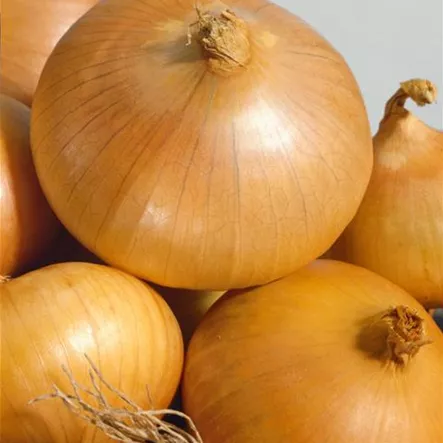 Allium cepa 'Rosanna' Allium cepa 'Rosanna'