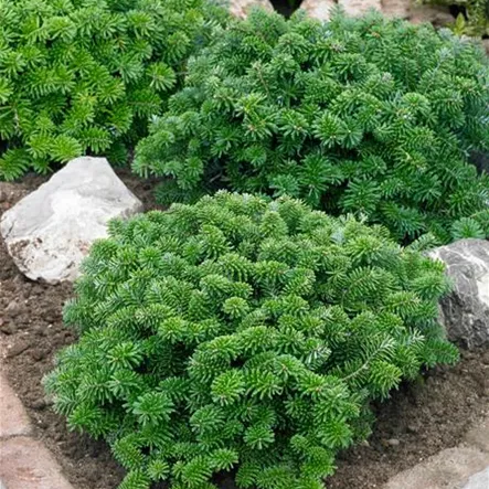 Balsamtanne 'Brillant' Balsamtanne 'Brillant'