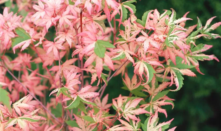 Acer palmatum 'Shojo No Mai'