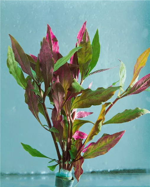 Alternanthera cardinalis Pflanze, Pflege & Tipps  Floragard