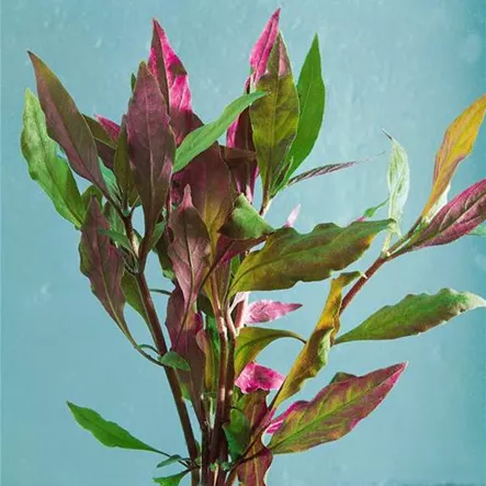 Alternanthera cardinalis Alternanthera cardinalis