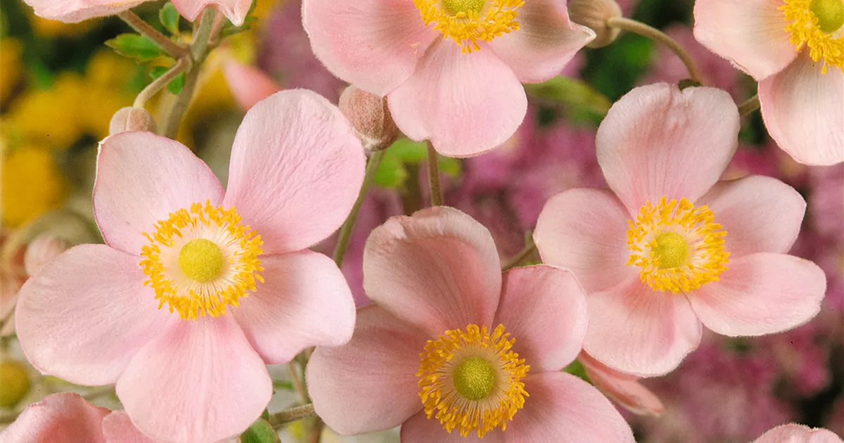 September Charm Pflanze, Pflege & Tipps  Floragard
