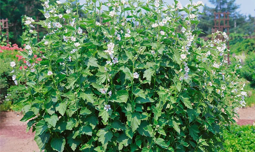 Garten-Eibisch 'Romney Marsh'