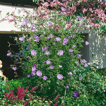 Alyogyne 'Magic Moments'