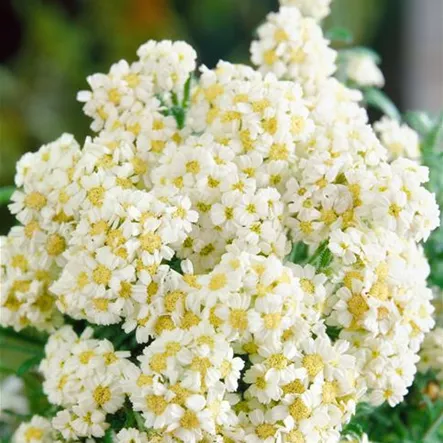 Achillea ageratum 'Moonwalker'