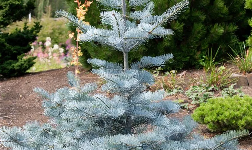 Abies concolor 'Argentea'