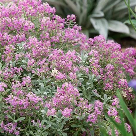 Alyssum spinosum 'Rubrum'